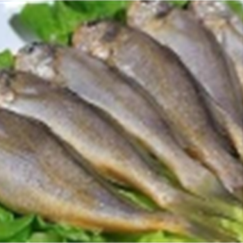 冰冻梅鱼（件）中大,金麦田提供,放心购买