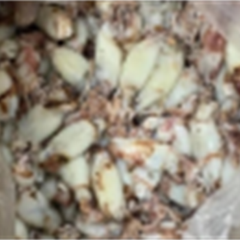 鱿鱼仔干(中大鸡拘),金麦田提供,放心购买