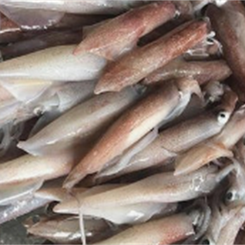 鲜鱿鱼(小),金麦田提供,放心购买