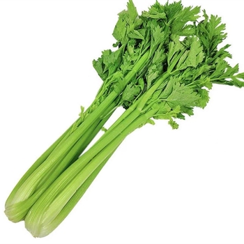 小芹菜,金麦田提供,放心购买