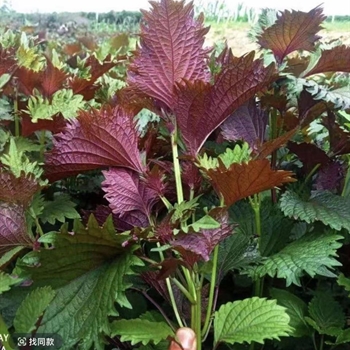 新鲜紫苏,金麦田提供,放心购买