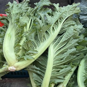 芥菜(本地 圆梗),金麦田提供,放心购买