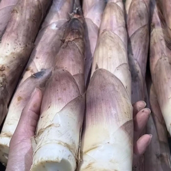 雷笋,金麦田提供,放心购买