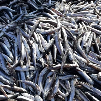 烂肚鱼,金麦田提供,放心购买