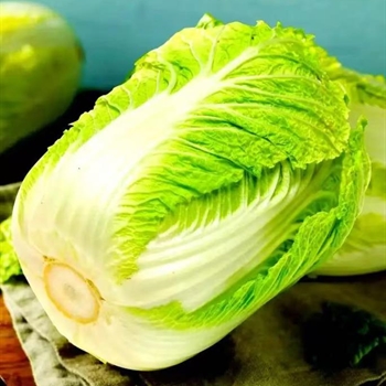 大白菜,金麦田提供,放心购买