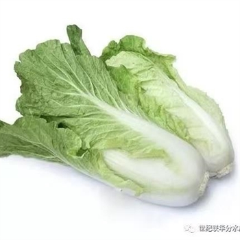 散菜（黄叶菜）,金麦田提供,放心购买