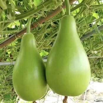 圆蒲瓜(烧前尝一下,有苦的退货),金麦田提供,放心购买